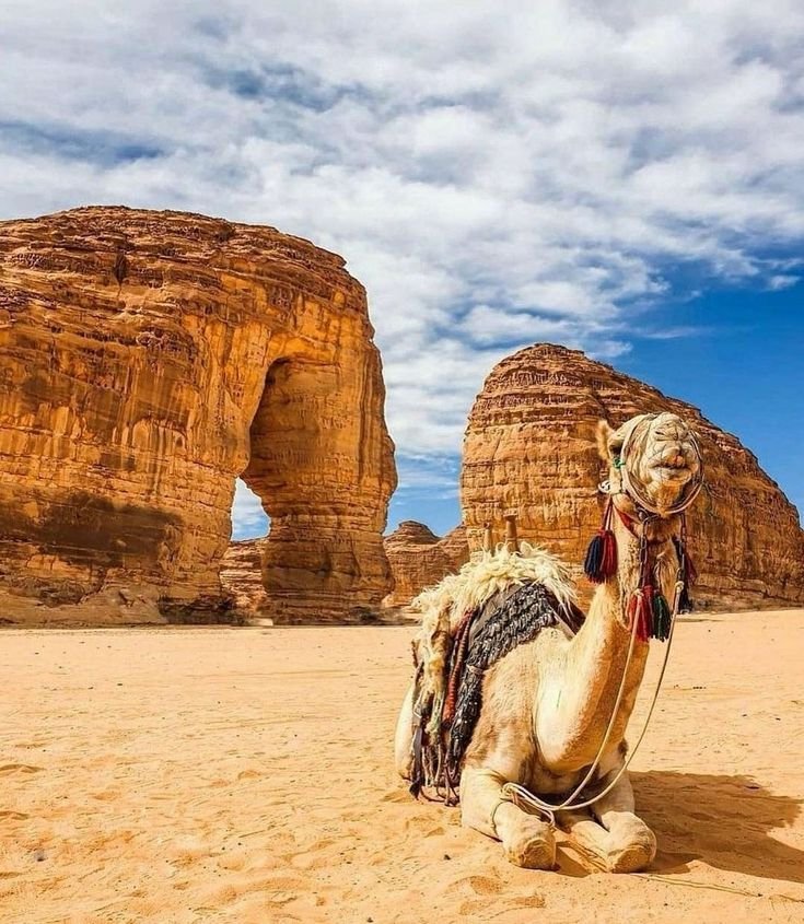 العلا
